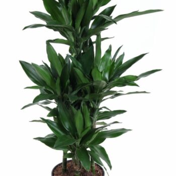 Dracaena Janet Lind 60-carrousel