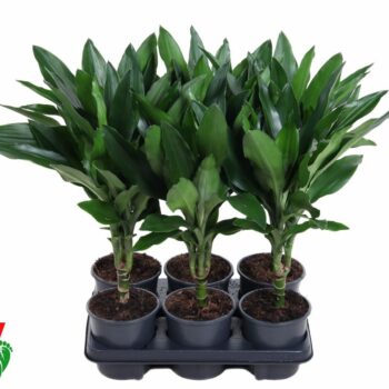 Dracaena Janet Lind 15cm stam P13