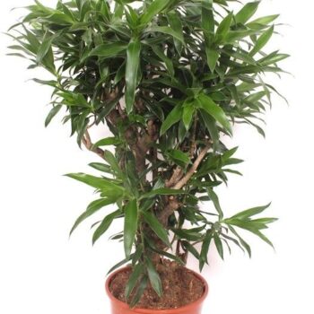 Dracaena reflexa