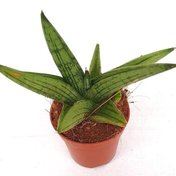 Sansevieria 'Brave Guy'