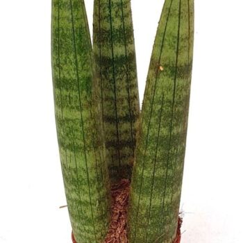 Sansevieria 'Cylindrica Straight'