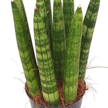 Sansevieria 'Cylindrica Straight'
