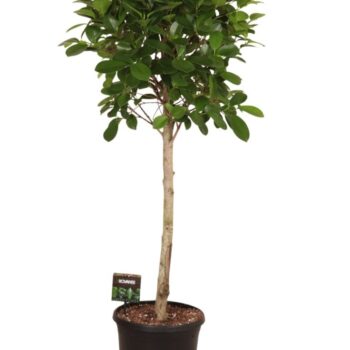Ficus micr. Moclame op stam
