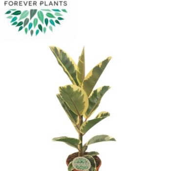 Ficus Elastica Tineke p21