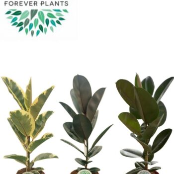 Ficus Elastica 2-3 soorten mix p21