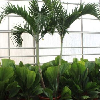 Veitchia merrillii 2pp