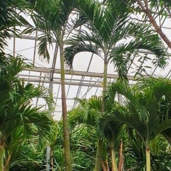 Veitchia merrillii 2pp