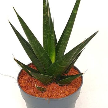 Sansevieria 'Dark Lady'