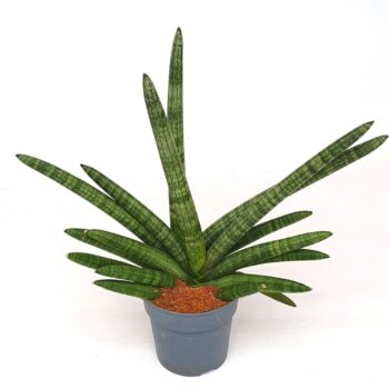 Sansevieria 'Boncellensis'