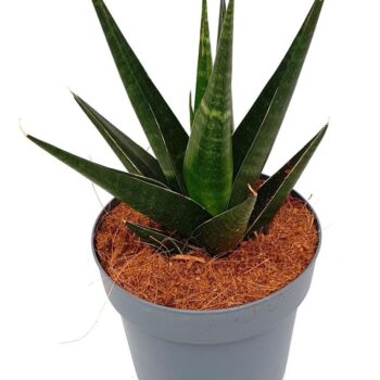 Sansevieria 'Dark Lady'