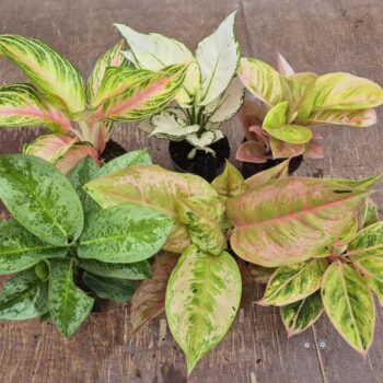Aglaonema Promo Mix 12cm