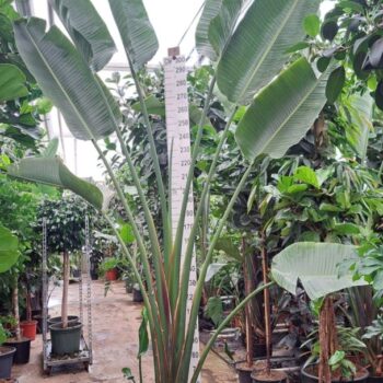 Strelitzia Nicolai 400