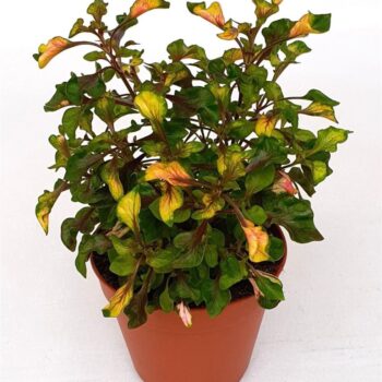 Alternanthera ficoidea 'Rosea'