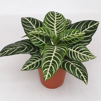 Aphelandra squarrosa 'Dania'