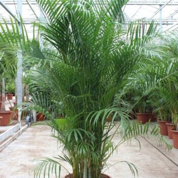 Dypsis lutescens (Areca)
