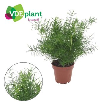 Asparagus Mazeppa 12cm