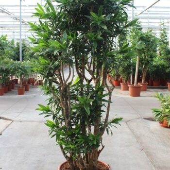 Dracaena reflexa