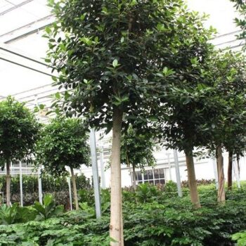 Ficus Australis