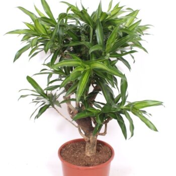 Dracaena Song of Jamaica