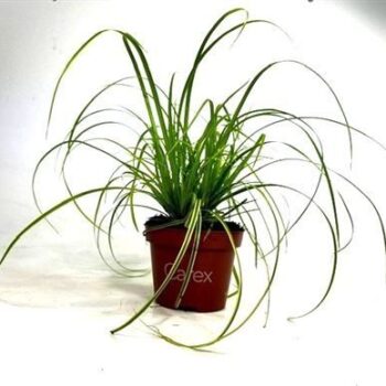 Carex 'Gold Fountains'