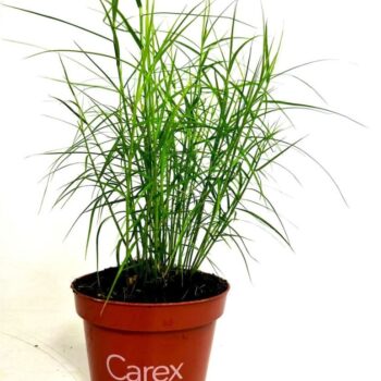 Carex mor. 'Little Midge'
