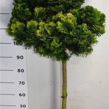 Chamaecyparis o. 'Aurora'