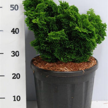 Chamaecyparis o. 'Nana Gracilis'