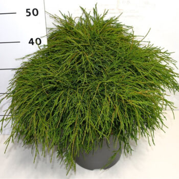 Chamaecyparis p. 'Filifera Nana'