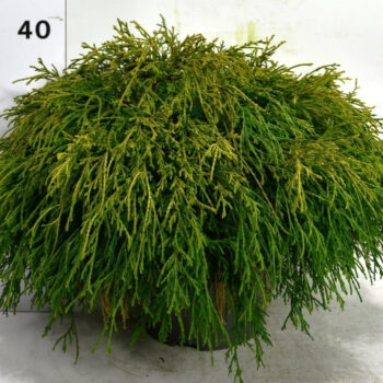 Chamaecyparis p. 'Sungold'