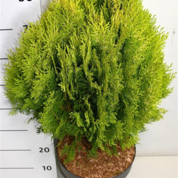 Thuja occ. &#039;Aurea Nana&#039;