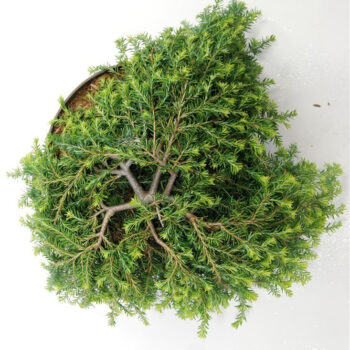 Tsuga can. 'Cole Prostrate'