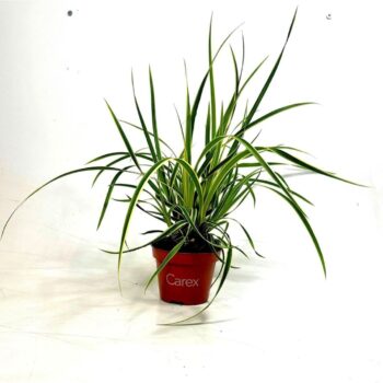 Carex mor. 'Goldband'