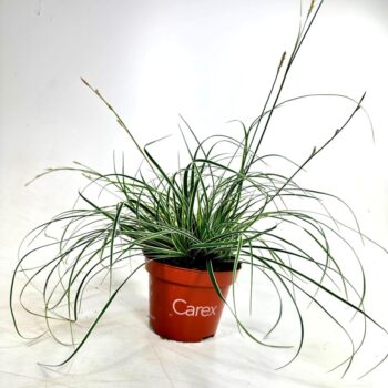 Carex con. 'Snowline'