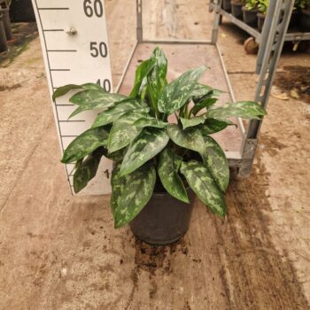 Aglaonema Maria
