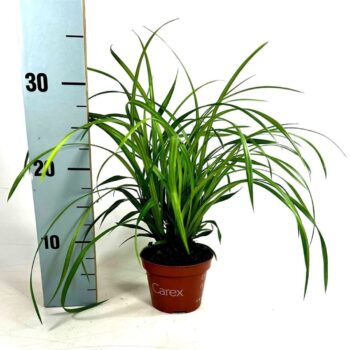 Carex mor. 'Irish Green'