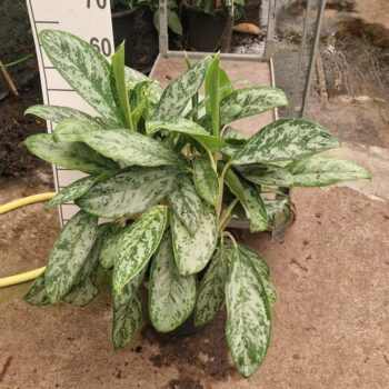 Aglaonema Royal Diamond