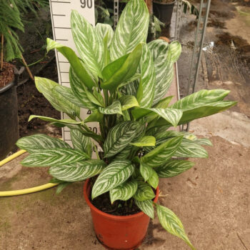 Aglaonema Stripes XL