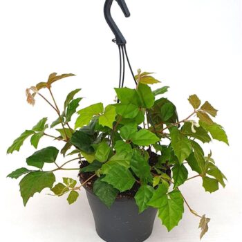 Cissus Rhombifolia hang