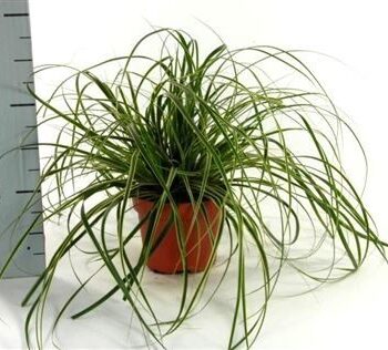 Carex osh. 'Fishers Form'
