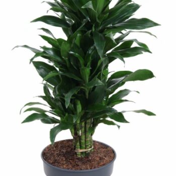 Dracaena Green Jewel vertakt P24