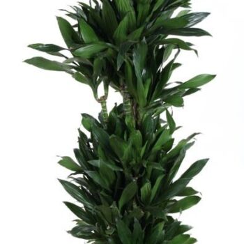Dracaena Green Jewel vertakt P34