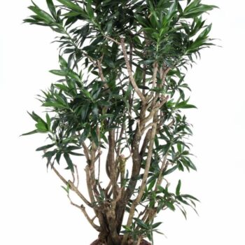 Dracaena Reflexa vertakt P31