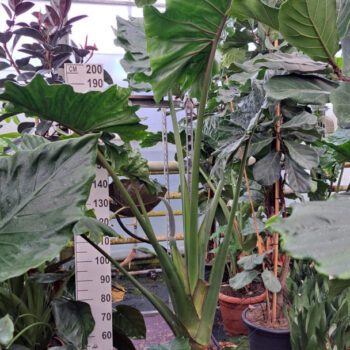Alocasia Portodora op stam XL