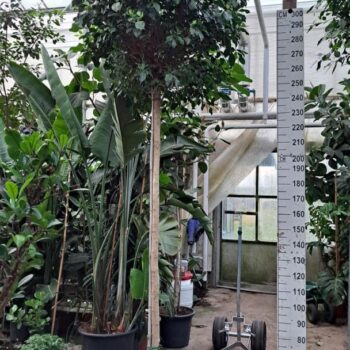 Ficus Nitida Stam 350