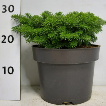 Abies k. 'Brillant'