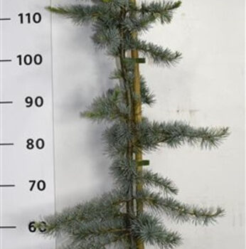 Cedrus l. 'Glauca'