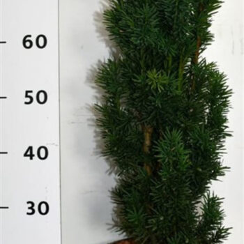 Taxus b. 'Fastigiata Robusta'