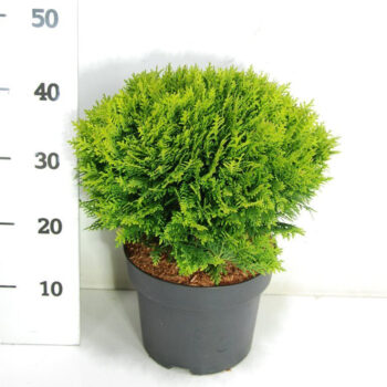 Thuja occ. 'Danica'
