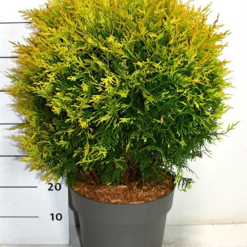 Thuja occ. 'Golden Globe'