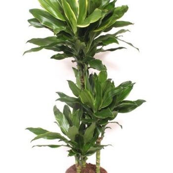 Dracaena Steudneri Gold 60-30-15